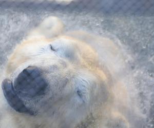 Niedźwiedzie polarne z Warszawskiego ZOO