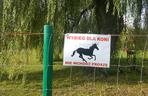 Pastwisko dla koni w Sosnowcu