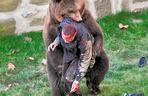 Poznaj zabójcze niedźwiedzie