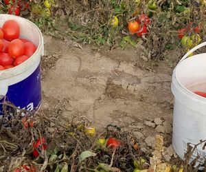 Samozbiory pomidorów na plantacji w Niewirkowie cieszą się powodzeniem