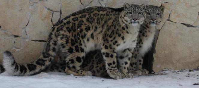 Zoo Płock