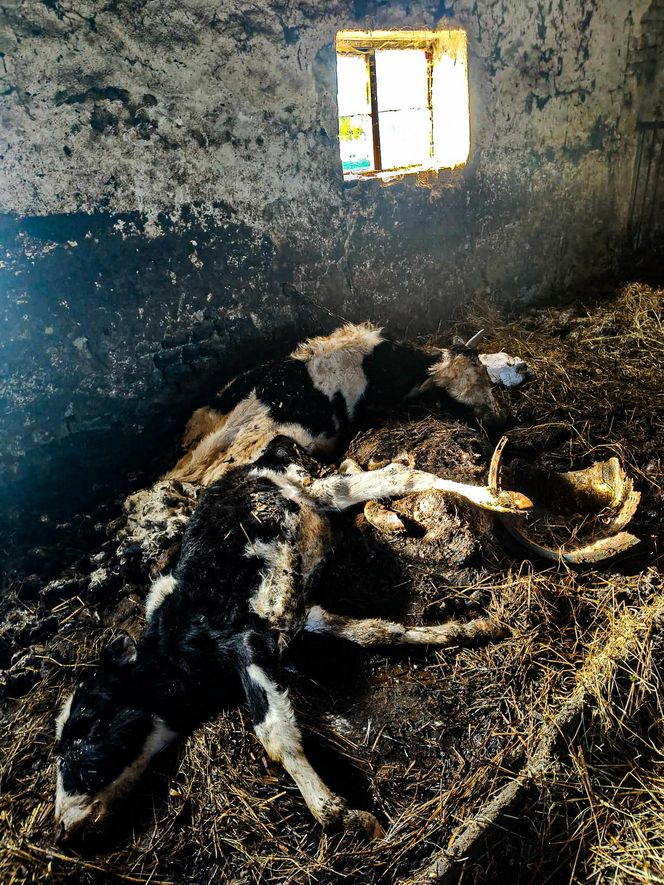 Zagłodził stado krów, a także kury