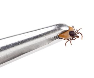 Borelioza przewlekła (chroniczna, faza późna) - objawy i leczenie