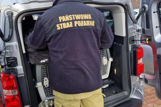 Dwóch strażaków z psami i lekarka gotowi do wyjazdu do Turcji