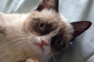 Grumpy Cat nie żyje - słynny kot miał miliony followersów!