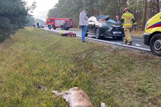 Poważny wypadek z udziałem jelenia pod Toruniem! W internecie rozgorzała burza [ZDJĘCIA]
