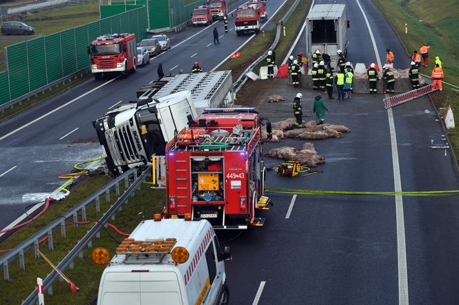 Świnie zablokowały trasę S6