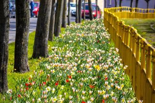 Kwietna łąka na ul. Dubois
