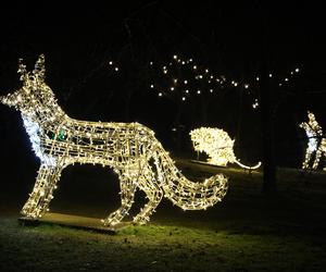 „Historia światła” po raz ostatni. Park iluminacji w Lublinie kończy sezon