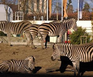 ZOO Wrocław - bilety, cennik 2023, godziny otwarcia. Jak dojechać? Mapa, parking