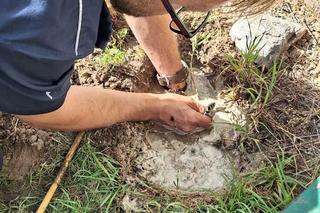 Dzielnicy Sławomir pomógł przerażonej kobiecie z powiatu toruńskiego. Zabrał z jej posesji węża
