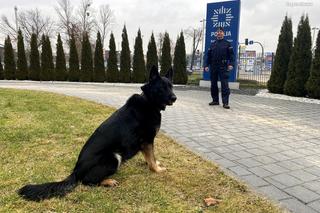 Kolejny cios w narkobiznes w Częstochowie. Znowu pomógł Abi, policyjny pies