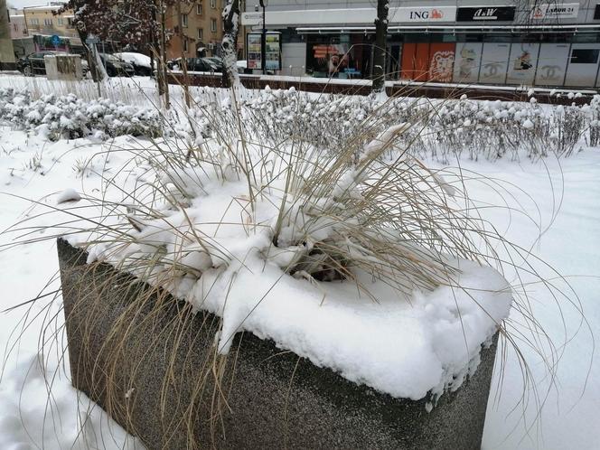 Zimowe klimaty w Siedlcach. Zobacz zdjęcia!