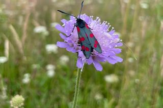 Piękny i trujący motyl w Bieszczadach. Leśnicy: zawiera cyjanowodór