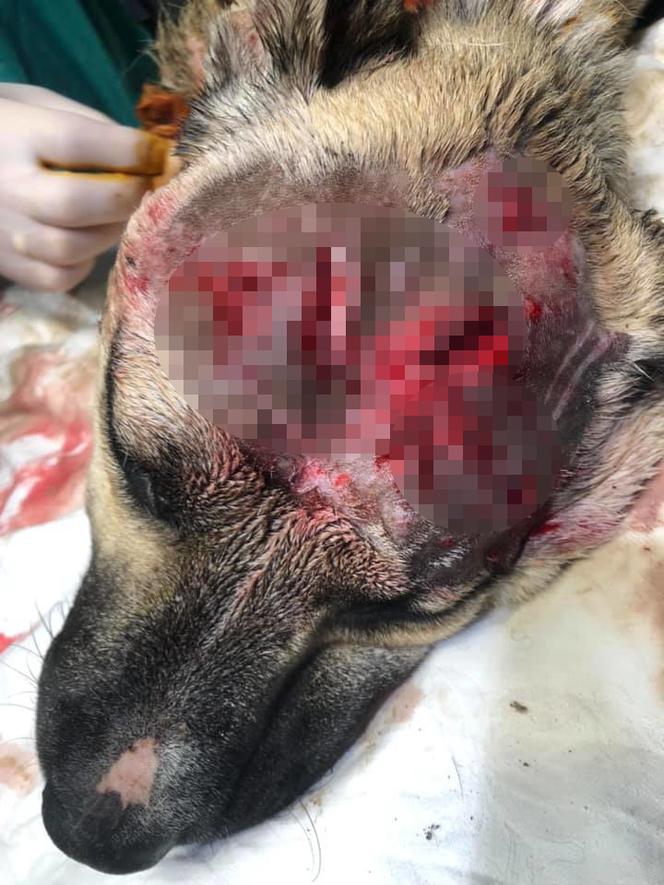 Kłusownik próbował bestialsko zabić psa, który wpadł we wnyki