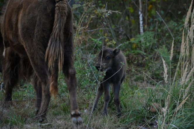 W zagrodzie pokazowej żubrów w Kopnej Górze narodziło się pierwsze żubrzątko. "Początki nie były łatwe"