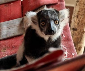 Narodziny lemura w Śląskim zoo. Oto Rapid