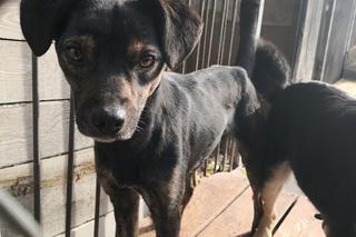 Schronisko dla bezdomnych zwierząt w Zamościu