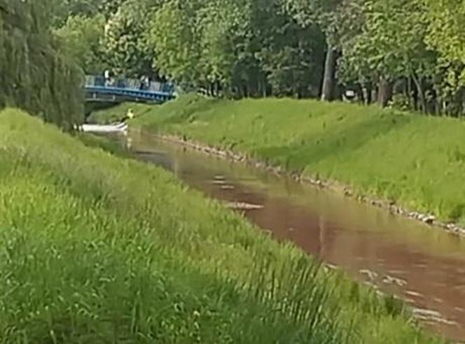Tak wygląda rzeka Brynica. Wodą spłynęły rozpuszczone chemikalia po pożarze w Siemianowicach Śląskich