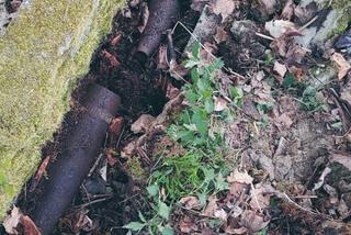 Nowy Kościół ewakuowany. Groźny niewybuchy znalezione podczas porządków