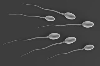 Badanie nasienia - co wynika z badania spermy
