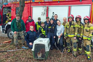 Panda, która uciekła z poznańskiego ZOO