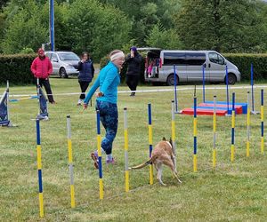  Zawody Agility w Myślęcinku. Psy walczyły o tytuł najzwinniejszego!