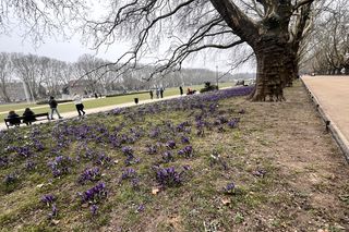 Krokusy Szczecin 2025 