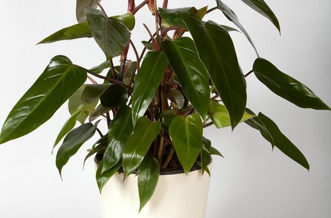 Filodendron