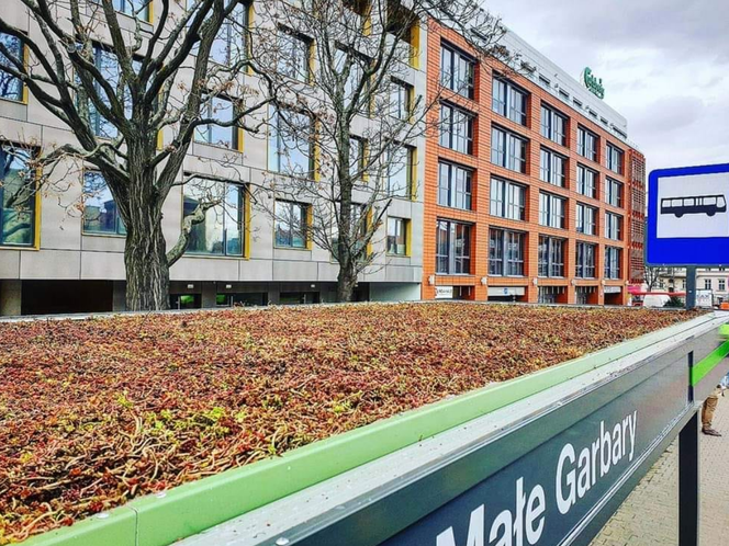 Poznań: Na dachach wiat przystankowych pojawił się rozchodnik! Ta roślina jest wyjątkowa!