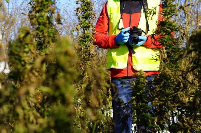 Miał w domu 23 kg konopi! Policja przechwyciła narkotyki o wartości ponad miliona zł [ZDJĘCIA]