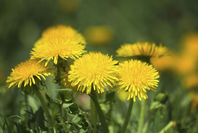 Naturalne opryski na mszyce
