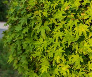 Klon palmowy 'Omurayama'