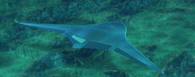 Manta Ray