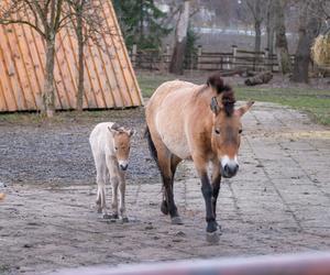 Klaczka konia Przewalskiego z matką Pimą w warszawskim ZOO