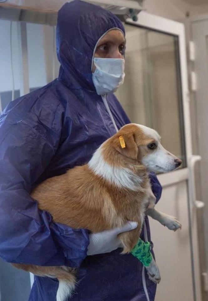 Zwierzęta z Ukrainy otrzymają pomoc w Przemyślu