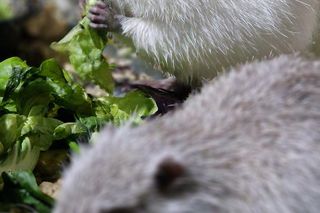 Nutrie w Nutrowisku potrzebują pomocy