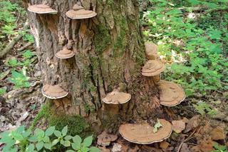 Grzybobranie 2023. Oto wasze kosze grzybów!