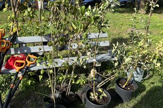 Sadzenie w Sadzie Miejskim w Koninie