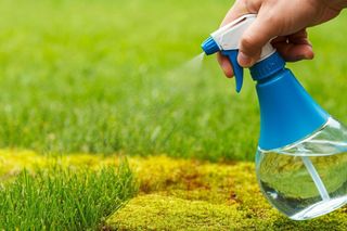 Australijski ranczer pokazał, jak prawidłowo wyplenić mech z trawnika! Rozsypujesz to wieczorem, a w kolejnych tygodniach wyżera mech do ziemi! Sposób na usuwanie mchu z trawnika 