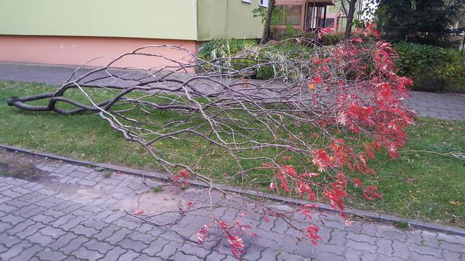 Silny wiatr siał spustoszenie w Bydgoszczy 