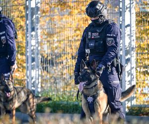 Te psy to superbohaterowie. Pełnią służbę w Policji Śląskiej i są elitą w całej Polsce 