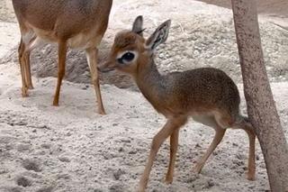 Najmniejsza antylopa świata urodziła się w zoo we Wrocławiu. Od razu skradła serca!