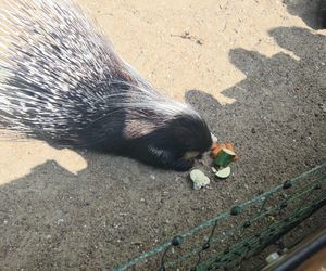 Pokazowe karmienie w myślęcińskim zoo to prawdziwy hit! Sprawdziliśmy to na miejscu