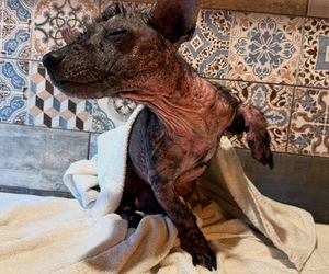 Studentka prawa nie pomogła psu