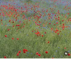 Patriotyczne wpisy gwiazd! Tak 11 listopada uczcili polską wolność