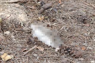  Żyją w symbiozie z gołębiami i kotami. Agresywne gryzonie opanowały blok w Warszawie