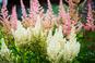 Tawułki - Astilbe - ślicznie kwitnące rośliny, które ozdobią cieniste zakątki ogrodu