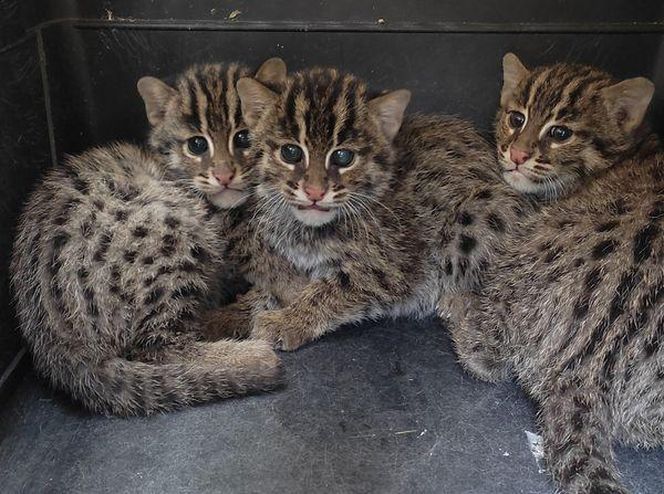 Taraje urodziły się w toruńskim zoo. Fenomen na skalę światową