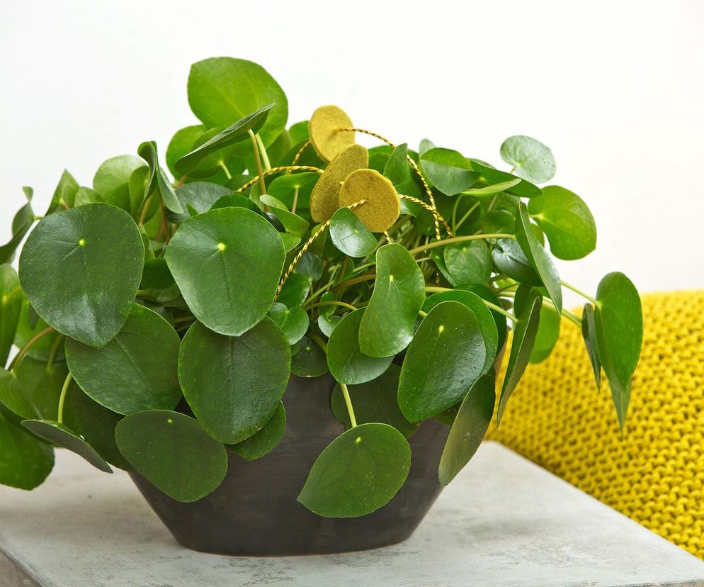 Pilea peperomioides, czyli kwiat pieniążek